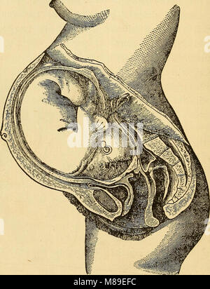 Feminology; ein Leitfaden für die Frauenwelt, was im Detail Anweisungen, Mutterschaft, maidenhood, und die Baumschule (1902) (14761381441) Stockfoto