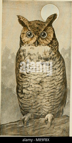 Dieses Feldbuch beschreibt die Geräusche und Eigenschaften von Vögeln, die östlich der Rocky Mountains in den Vereinigten Staaten gefunden wurden, und hilft Vogelbeobachtern, durch ihre Musik und ihr Verhalten gemeinsame Arten zu identifizieren. Stockfoto