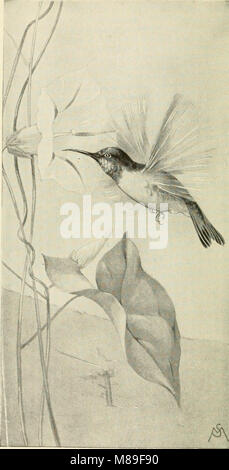 Dieses Feldbuch beschreibt wilde Vogelarten und ihre Lieder in den Vereinigten Staaten östlich der Rocky Mountains. Es bietet Unterstützung bei der Identifizierung, wobei der Schwerpunkt auf Vogelverhalten, Vokalisierungen und Unterscheidungsmerkmalen liegt, um die Feldbeobachtung zu unterstützen. Stockfoto