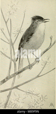 Dieses Feldbuch beschreibt wilde Vögel und ihre Lieder und konzentriert sich auf Arten, die östlich der Rocky Mountains in den Vereinigten Staaten verbreitet sind. Sie soll die Identifizierung dieser Vögel durch ihre Vokalisationen und Merkmale erleichtern. Stockfoto