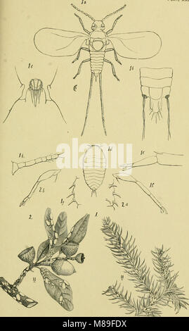 Fünfter Bericht der United States Entomological Kommission ist eine überarbeitete und erweiterte Ausgabe des Bulletin No. 7, auf Insekten und Schädigung von Wald und Bäumen (1890) (14591448797) Stockfoto