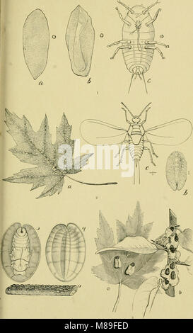 Fünfter Bericht der United States Entomological Kommission ist eine überarbeitete und erweiterte Ausgabe des Bulletin No. 7, auf Insekten und Schädigung von Wald und Bäumen (1890) (14775594014) Stockfoto