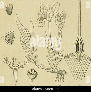 Flora von Syrien, Palästina, und Sinai - von der Taurus zu Ras Muhammas und vom Mittelmeer in der syrischen Wüste (1896) (14597997620) Stockfoto