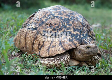 Schildkröte mit einem riesigen braunen Shell unter dem grünen Gras. Stockfoto
