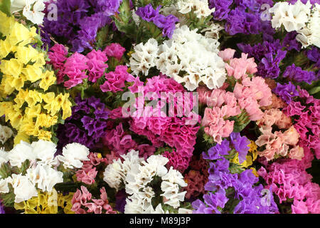 Pink, Lila, Gelb, weiße Blumen - statice Limonium Hintergrund Stockfoto