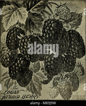 Futterpflanzen und Gräser, Gemüse- und Blumensamen - Pflanzen, Blumenzwiebeln und Pflanzkartoffeln (1898) (19950444063) Stockfoto
