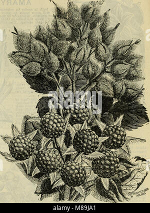 Futterpflanzen und Gräser, Gemüse- und Blumensamen - Pflanzen, Blumenzwiebeln und Pflanzkartoffeln (1898) (20571339915) Stockfoto