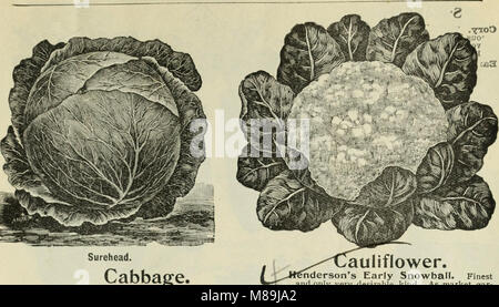 Futterpflanzen und Gräser - Gemüse und Blumen in Form von Saatgut und Pflanzkartoffeln (1897) (20357380390) Stockfoto