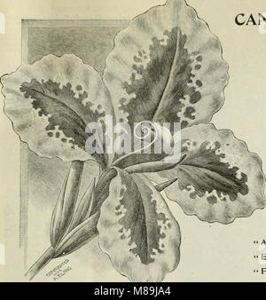 Futterpflanzen und Gräser - Gemüse und Blumen in Form von Saatgut und Pflanzkartoffeln (1897) (20519388086) Stockfoto