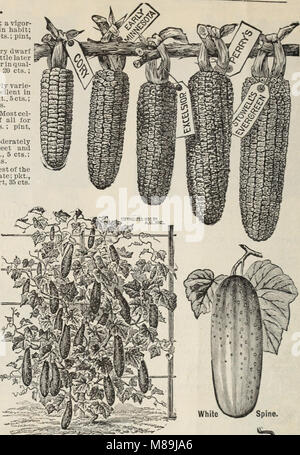 Dieser Katalog für 1897 konzentriert sich auf Futterpflanzen, Gräser, Gemüse- und Blumensamen sowie Pflanzkartoffeln. Sie bietet detaillierte Informationen über Pflanzensorten, die für die Landwirtschaft und den Gartenbau geeignet sind, und unterstützt Landwirte und Heimgärtner mit hochwertigem Saatgut für eine Vielzahl von Kulturen. Stockfoto