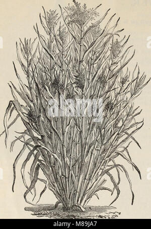 Futterpflanzen und Gräser - Gemüse und Blumen in Form von Saatgut und Pflanzkartoffeln (1897) (20552022171) Stockfoto