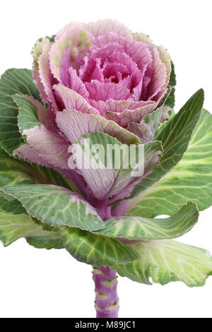 Zierpflanzen grün mit rosa Kohl Blume auf weißem Hintergrund Stockfoto