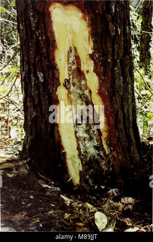 Wald Insekten und Pflanzenkrankheiten Bedingungen in den Vereinigten Staaten 1979 (1981) (20515078596) Stockfoto