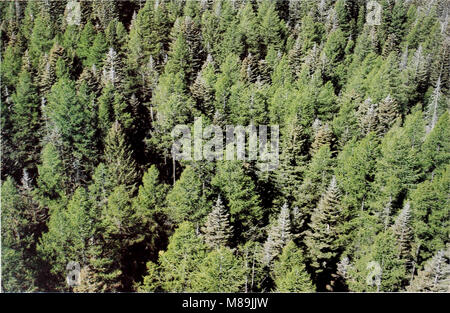 Wald Insekten und Pflanzenkrankheiten Bedingungen in den Vereinigten Staaten 1979 (1981) (20532415422) Stockfoto