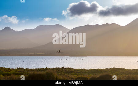 Flamingo fliegen durch das Paradies, im Naturpark Cabo de Gata, Almeria... Stockfoto