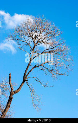 Beschädigte Baum wegen starken Wind. Melbourne, Australien. Stockfoto