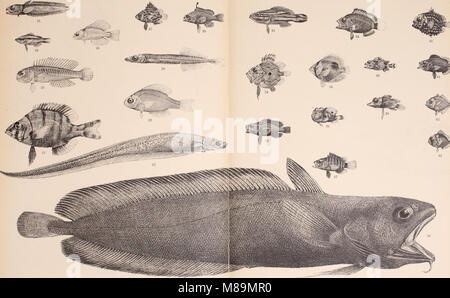 Sterben Pfister Knochenfische der Sammlungen Haberer und Doflein (1910) (20307569053) Stockfoto