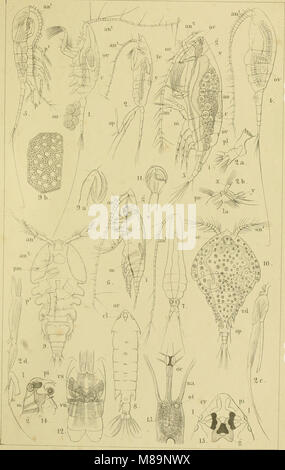 Die Klassen und Ordnungen der Arthropoden - wissenschaftlich dargestellt in Wort und Bild (1866) (20741209260) Stockfoto