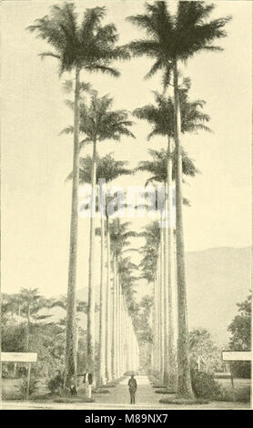 Von palm Gletscher; mit einem zwischenspiel - Brasilien, Bermuda, und Alaska; (1892) (14763820074) Stockfoto