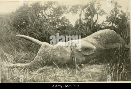 Vom Kongo zum Niger und Nil - ein Konto der Deutschen Central African Expedition von 1910-1911 (1913) (14596314950) Stockfoto