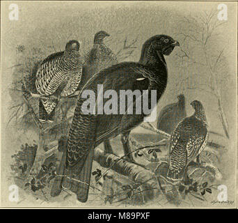 Federwild und Schießen - Skizzen - Darstellung der Gewohnheiten, Formen der Erfassung, Phasen der Gefieder und die hybirds und Sorten, die unter ihnen auftreten (1894) (14563320687) Stockfoto