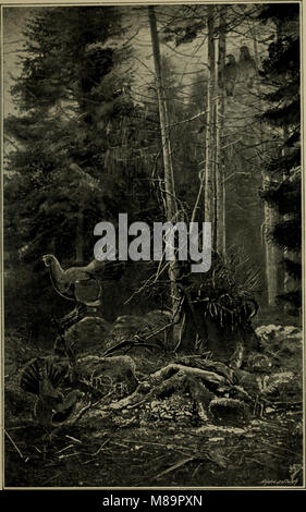 Federwild und Schießen - Skizzen - Darstellung der Gewohnheiten, Formen der Erfassung, Phasen der Gefieder und die hybirds und Sorten, die unter ihnen auftreten (1894) (14565476658) Stockfoto