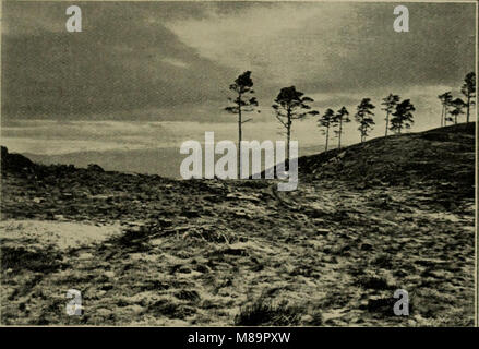 Federwild und Schießen - Skizzen - Darstellung der Gewohnheiten, Formen der Erfassung, Phasen der Gefieder und die hybirds und Sorten, die unter ihnen auftreten (1894) (14565479308) Stockfoto