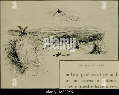 Federwild und Schießen - Skizzen - Darstellung der Gewohnheiten, Formen der Erfassung, Phasen der Gefieder und die hybirds und Sorten, die unter ihnen auftreten (1894) (14565497938) Stockfoto