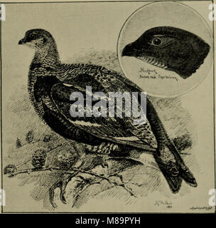 Federwild und Schießen - Skizzen - Darstellung der Gewohnheiten, Formen der Erfassung, Phasen der Gefieder und die hybirds und Sorten, die unter ihnen auftreten (1894) (14729139426) Stockfoto