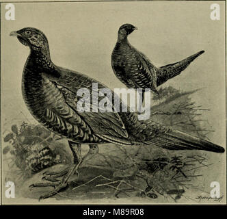 Federwild und Schießen - Skizzen - Darstellung der Gewohnheiten, Formen der Erfassung, Phasen der Gefieder und die hybirds und Sorten, die unter ihnen auftreten (1894) (14751810792) Stockfoto
