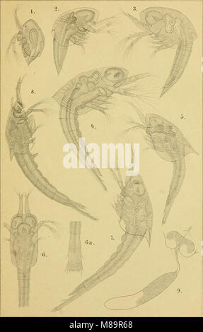 Die Klassen und Ordnungen der Arthropoden - wissenschaftlich dargestellt in Wort und Bild (1866) (20929466985) Stockfoto