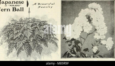 Garten Blumen und Samen 1902 (1902) (14779241051) Stockfoto