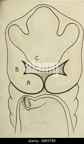 Allgemeine und zahnmedizinischen Pathologie mit besonderer Berücksichtigung der Ätiologie und der pathologischen Anatomie; eine Abhandlung für Studenten und Praktiker (1920) (14595886660) Stockfoto