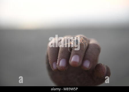 Kleine Krabbe in der junge Finger Stockfoto