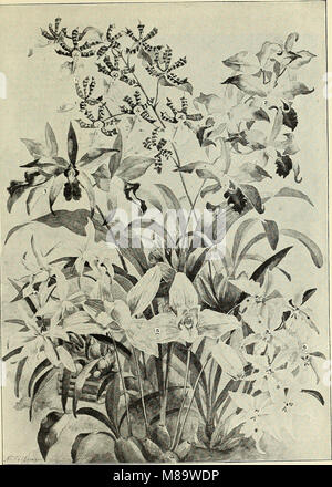 Allgemeine illustriert und Beschreibender Katalog Der neue, seltene und wertvolle Pflanzen (1897) (20362310530)