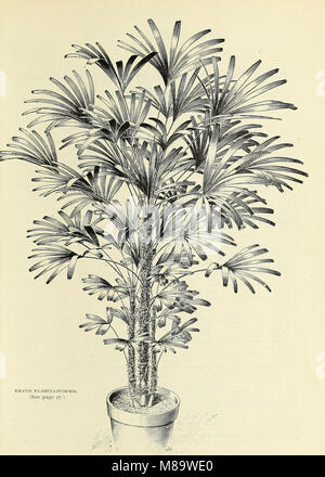 Allgemeine illustriert und Beschreibender Katalog Der neue, seltene und wertvolle Pflanzen (1897) (20541437562) Stockfoto