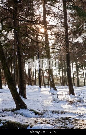 Kiefern IM SCHNEE MIT WEICHEM LICHT ZWISCHEN IHNEN LONGSHAW IMMOBILIEN DERBYSHIRE PEAK DISTRICT NATIONAL PARK ENGLAND STEHEND Stockfoto