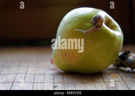 Schnecke sitzt auf grüne Birne und Baumstamm und kriecht, Brokkoli, Holz Bambus, Hintergrund, Nahaufnahme Tier Hintergrund. Stockfoto