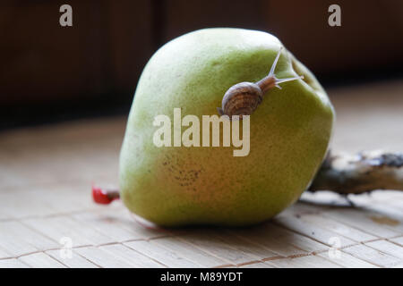 Schnecke sitzt auf grüne Birne und Baumstamm und kriecht, Brokkoli, Holz Bambus, Hintergrund, Nahaufnahme Tier Hintergrund. Stockfoto