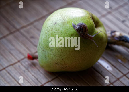 Schnecke sitzt auf grüne Birne und Baumstamm und kriecht, Brokkoli, Holz Bambus, Hintergrund, Nahaufnahme Tier Hintergrund. Stockfoto