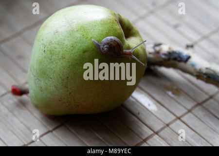 Schnecke sitzt auf grüne Birne und Baumstamm und kriecht, Brokkoli, Holz Bambus, Hintergrund, Nahaufnahme Tier Hintergrund. Stockfoto