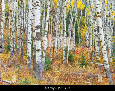 Aspen Trunks im Herbst im centennial Valley in der Nähe von Lakeview, Montana Stockfoto