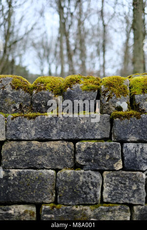 Eine ordentliche Trockenmauer in Moss in einem Waldgebiet in Yorkshire, UK. Stockfoto