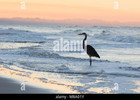 Great Blue Heron und eine trübe Sunrise entlang der Golfküste Florida USA Stockfoto