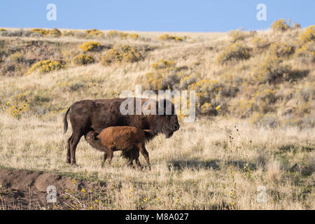 Bison Kuh und Kalb in der Krankenpflege Stockfoto