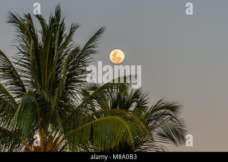 Der volle Mond hinter Palmen am Playa Potrero in Costa Rica. Stockfoto