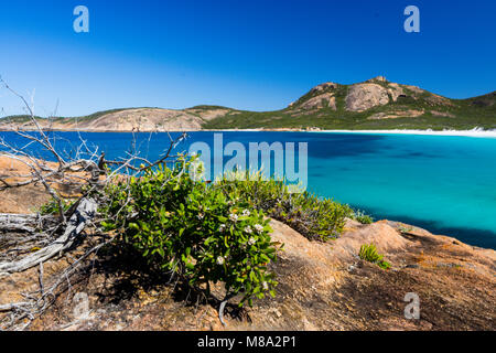 Baum im flachen Kratzen auf der felsigen Landzunge im Thistle Cove, Cape Le Grand National Park, Esperance Western Australia Stockfoto