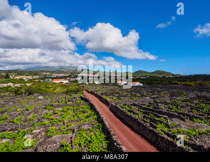 Die Weinberge von Criacao Velha, UNESCO-Weltkulturerbe, die Insel Pico, Azoren, Portugal Stockfoto