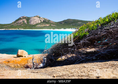 Baum im flachen Kratzen auf der felsigen Landzunge im Thistle Cove, Cape Le Grand National Park, Esperance Western Australia Stockfoto