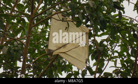 Kite klemmt im Baum Stockfoto